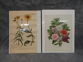 Set of 2 Vintage Flower Prints - Very Good Condition